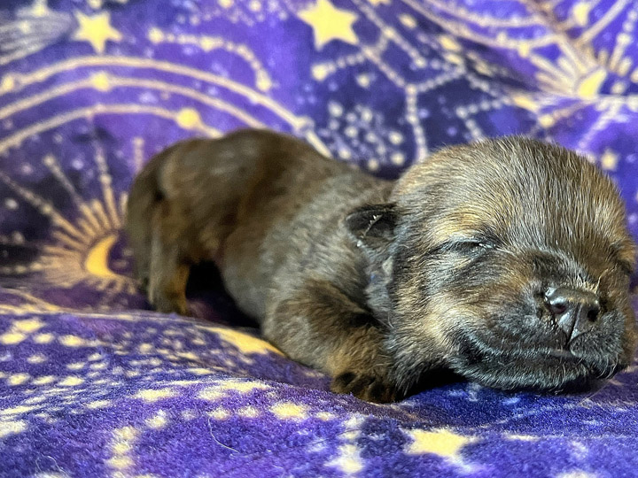 chinook puppy